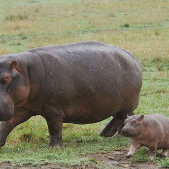 ¿Hipopótamos voladores? Investigadores descubren que el animal gigante puede “volar”