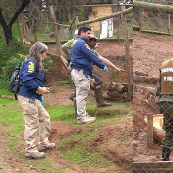 PDI investiga brutal ataque en Zoológico de Quilpué: más de 20 animales murieron