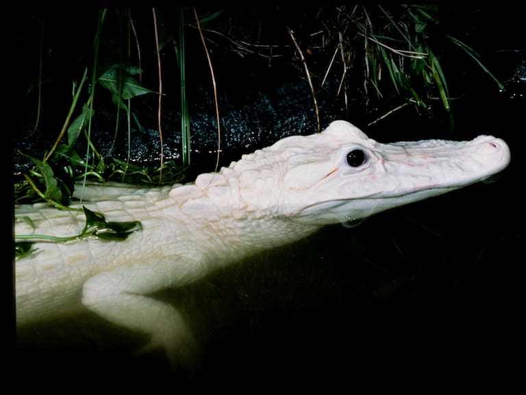 “Esto es absolutamente extraordinario”: documentan el impresionante nacimiento en cautiverio del caimán “más raro del mundo”