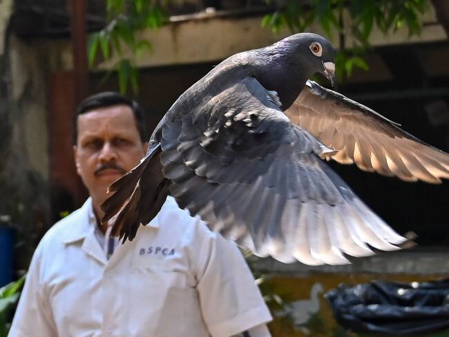 India: liberan a paloma que pasó ocho meses detenida por presunto espionaje para China