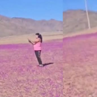 “¿Y a mí qué?”: Video de mujer pisando flores del Desierto Florido genera enojo y repudio en redes sociales