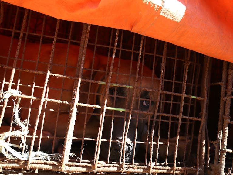 Era tradición consumirla: Corea del Sur prohíbe la matanza y venta de carne de perro para consumo humano