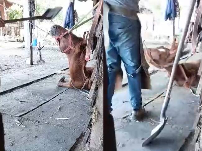 Brutal caso de maltrato animal en Chillán: PDI detiene a herrero que protagonizó feroz golpiza a potrillo 