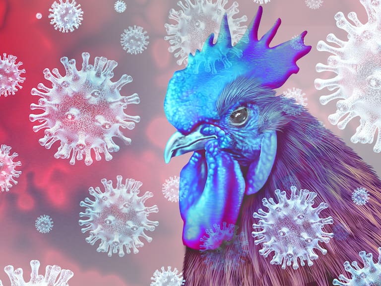 Tras la primera muerte por gripe aviar: qué es y cuáles son sus síntomas