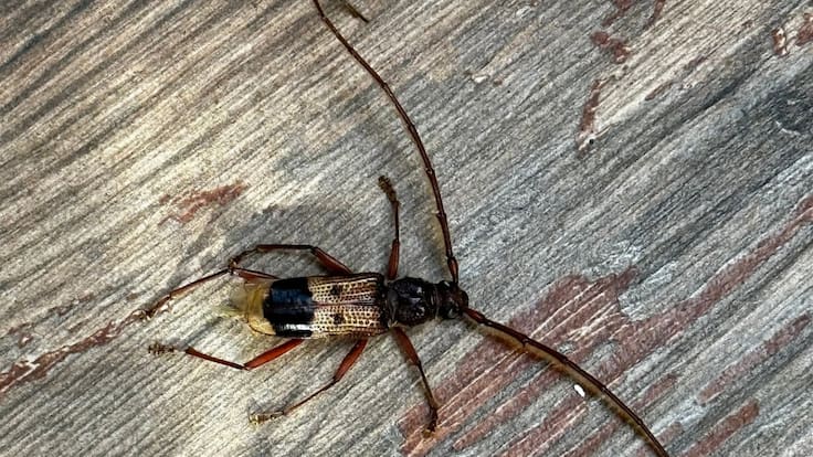 “Taladrador de eucaliptos”: qué es y cómo reconocer al insecto considerado una plaga en Chile 