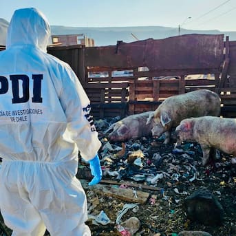 Detienen a hombre en Arica por grave caso de maltrato animal: mantenía 50 animales abandonados en una parcela