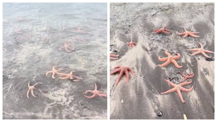 Masiva varazón de estrellas de mar: turistas captan inusual fenómeno en playa de O’Higgins