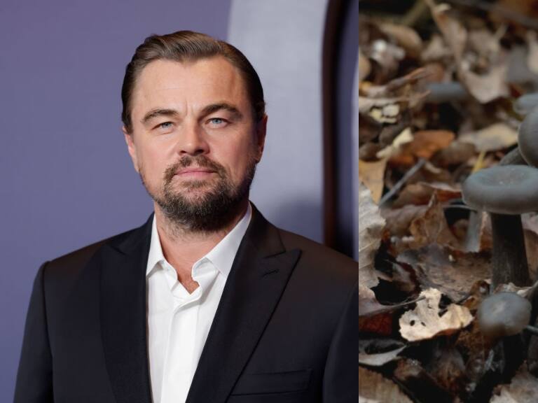 Leonardo DiCaprio celebra hallazgo de hongo endémico en Chile que se creía extinto
