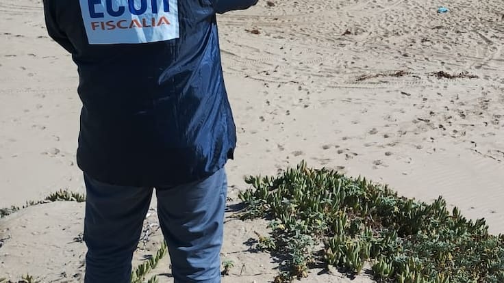 Encuentran cadáver en playa de Los Vilos: PDI está a cargo de la investigación