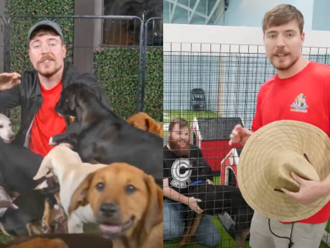 “Algunos incluso hubieran muerto”: MrBeast se luce al rescatar y dar en adopción a 100 perros