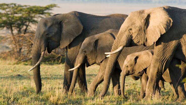 Descifran el misterio detrás de la muerte de cientos de elefantes africanos en 2020