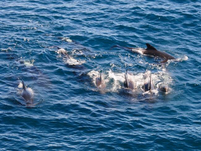Registran el momento en que una orca devora a un tiburón blanco en menos de dos minutos: científicos expresaron su preocupación