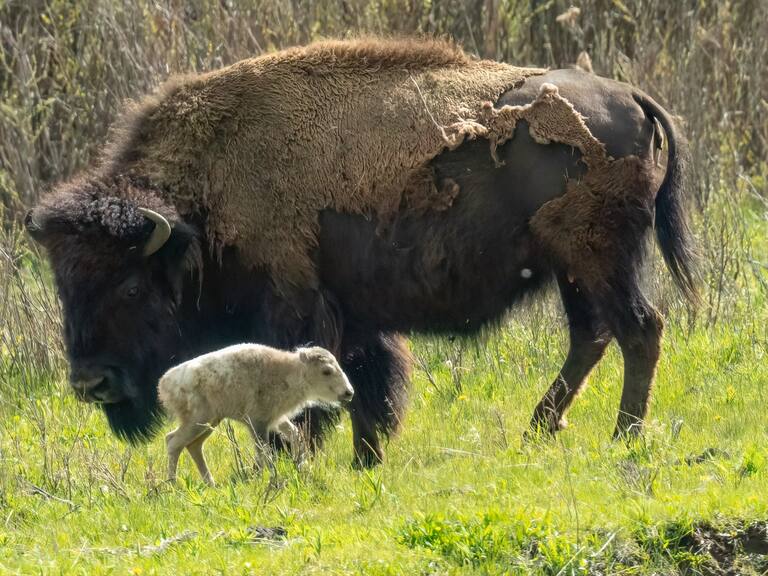 Nace una extraña y sagrada cría de búfalo blanco: esto es lo que supuestamente pasaría según una profecía antigua