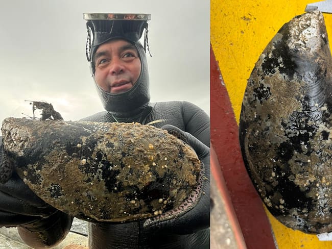 Hallazgo de choro gigante: esto es lo que pesa y mide el sorprendente ejemplar marino de Los Ríos