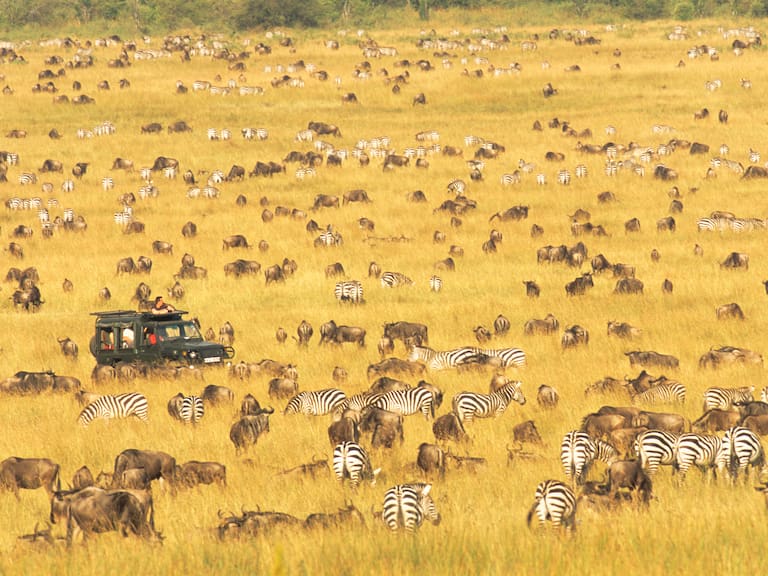 Tourists in Land Cruiser watching wildebeest (Connochaetes taurinus) and common zebras (Equus quagga) migration, Masai Mara National Reserve, Kenya