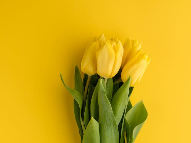 ¿Por qué se regalan flores amarillas el 21 de marzo? Esta es la historia de la novedosa tradición