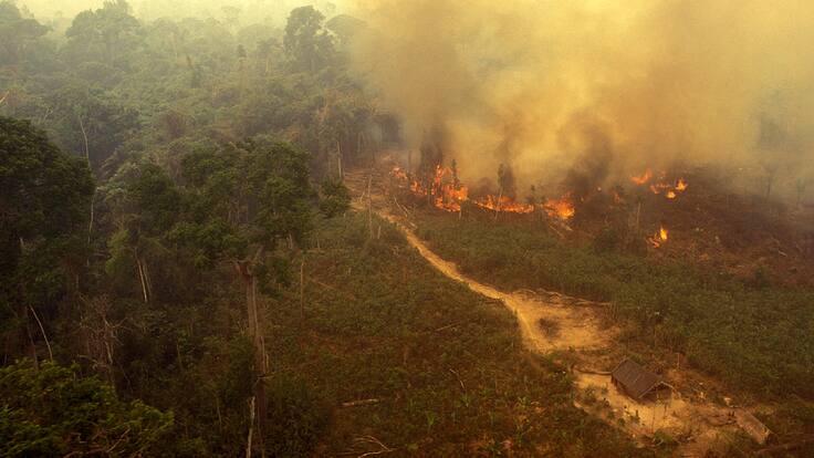 La Amazonía podría colapsar en 2050, sin posibilidad de recuperarse: el lapidario y preocupante nuevo estudio sobre el “pulmón del mundo”