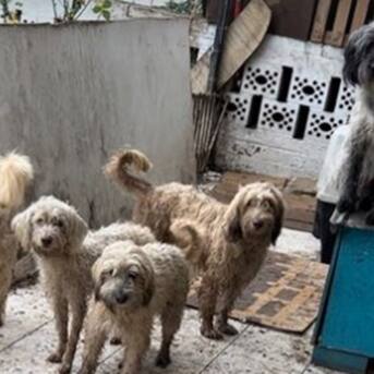 ¡Su dueña falleció! Buscan hogar para 13 perritos que serán desalojados en Maipú