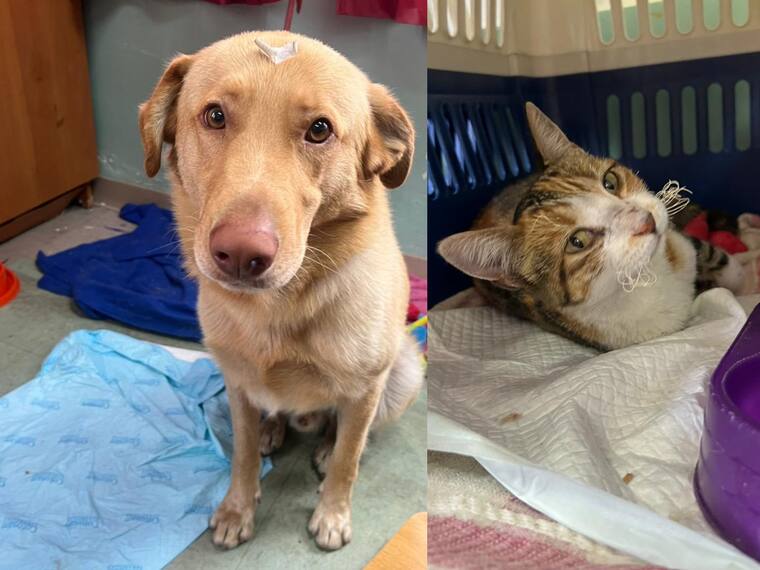 Mascotas heridas y otras hospitalizadas: todo lo que debes saber para ayudar a perros y gatos rescatados tras incendio en Viña del Mar