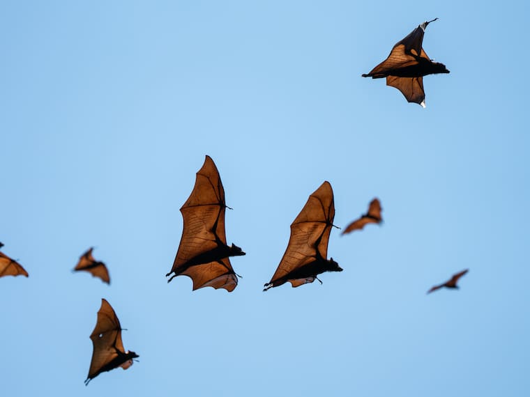 Murciélagos en Cesfam de Sagrada Familia - Michell Brugueroles - Mediodía en ADN - 3 de enero de 2024