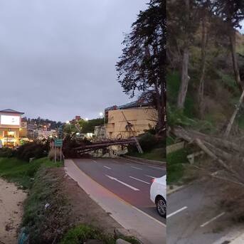 Fuertes vientos provocan caída de árboles en plena ruta en Reñaca: situación mantiene tránsito suspendido 
