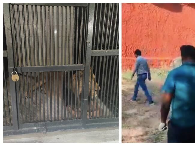 Hombre es devorado por un león tras entrar a su jaula para tomarse una selfie con el felino en India 