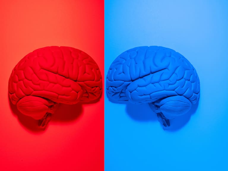 Vibrantly colored red and blue anatomical human brain models facing each other on red and blue backgrounds
