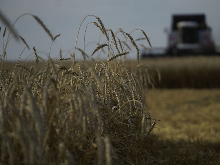 Granjeros producen trigo y cereales en Nedvigovka del sur de Rusia