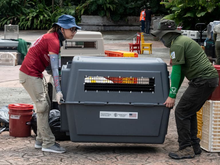 Members of Costa Rica&#039;s Environment Ministry carry a pet crate after the closure of the Simon Bolivar State Zoo in San Jose, Costa Rica on May 11, 2024. Costa Rica&#039;s government announced on May 9 the closure of two state zoos, after 11 years of litigation over a 2013 bill that bans keeping caged wild animals in captivity. (Photo by Ezequiel Becerra / AFP) (Photo by EZEQUIEL BECERRA/AFP via Getty Images)