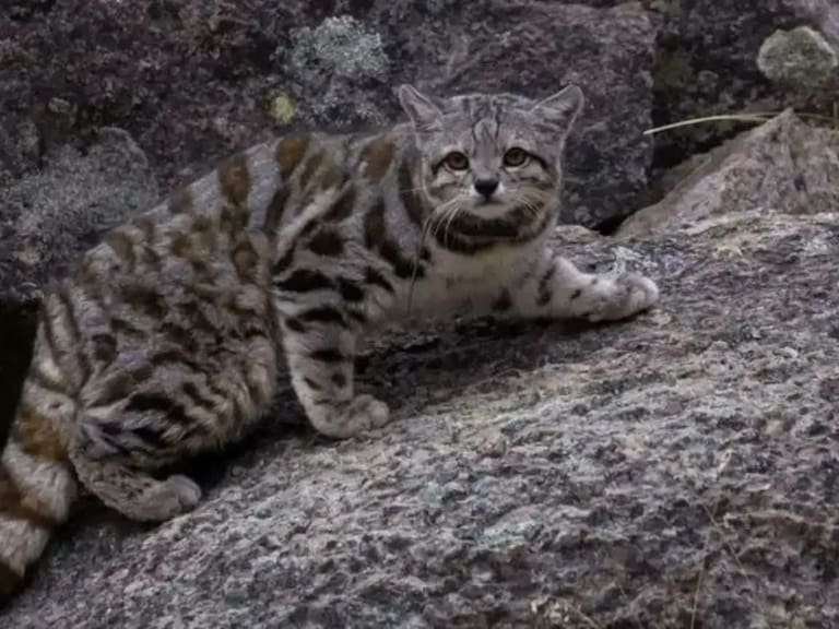 La especie que está muriendo “misteriosamente” y que pone en riesgo al gato andino