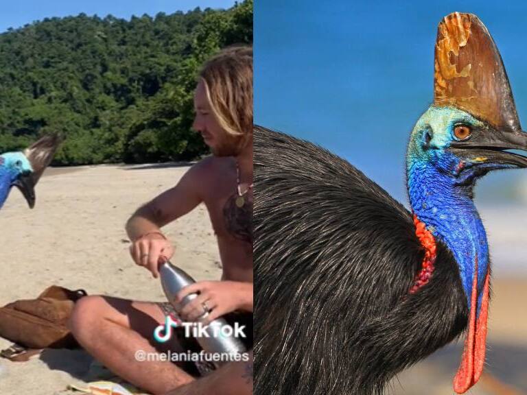 Se topó con el ave más peligrosa del mundo y no se dio cuenta: joven se hace viral por grabar un casuario en la playa